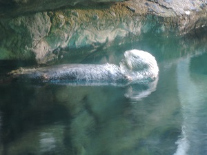 修学旅行２日目　海遊館ラッコ写真