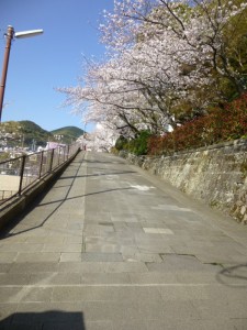 正門前の桜