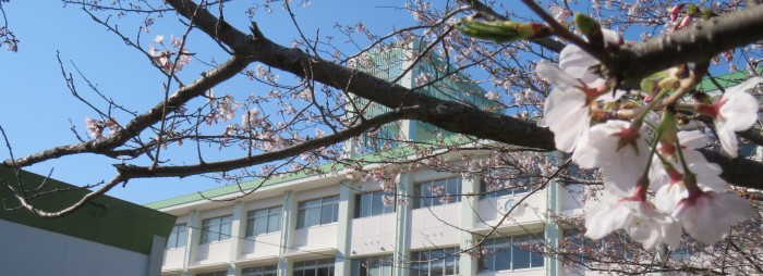 校舎と桜